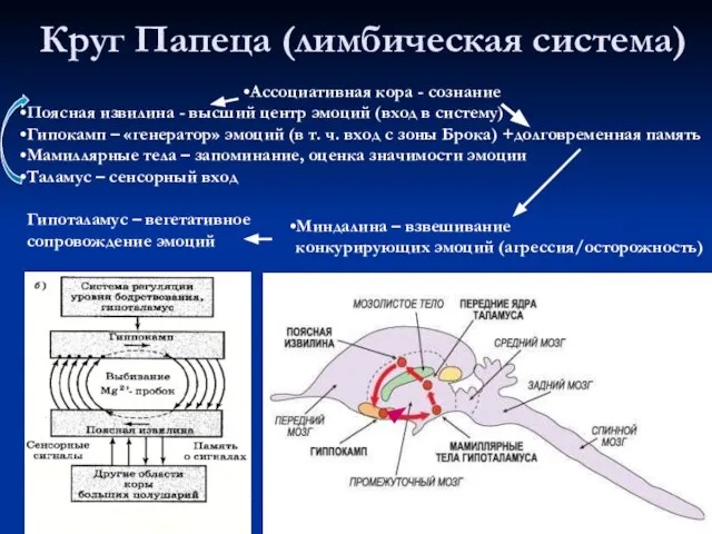 Круг Папеца (лимбическая система) Ассоциативная кора - сознание Поясная извилина - высший