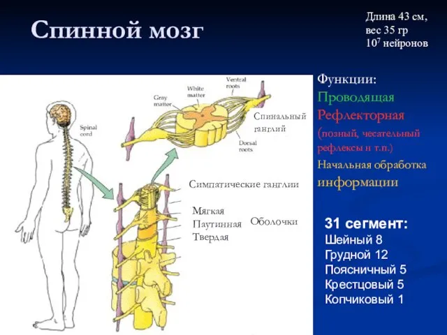 Спинной мозг Мягкая Паутинная Твердая Оболочки Спинальный ганглий 31 сегмент: Шейный 8