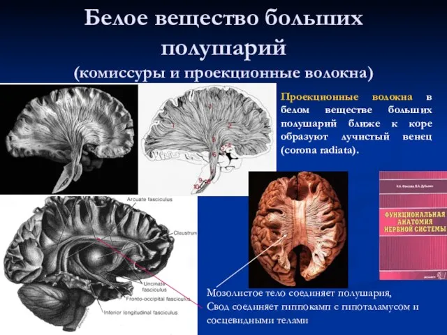 Белое вещество больших полушарий (комиссуры и проекционные волокна) Проекционные волокна в белом