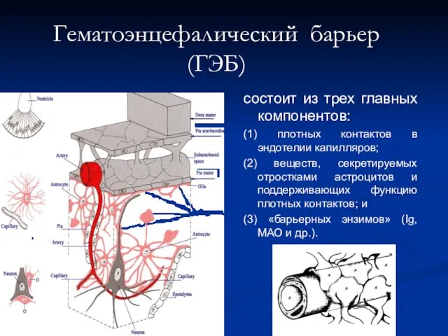 Гематоэнцефалический барьер (ГЭБ) состоит из трех главных компонентов: (1) плотных контактов в