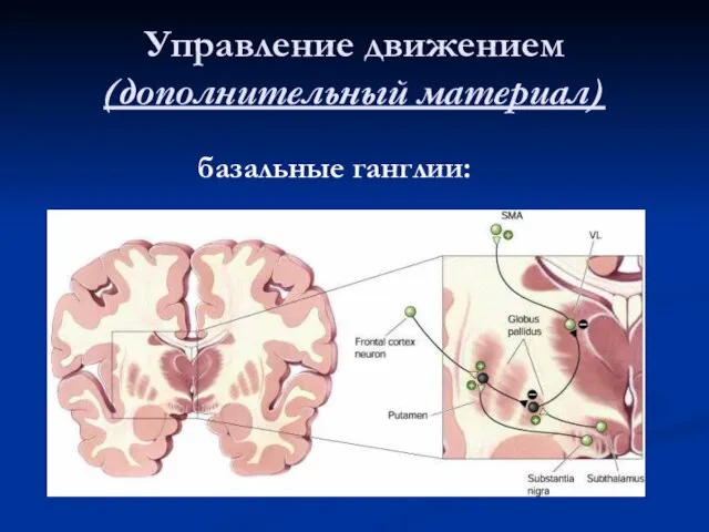 Управление движением (дополнительный материал) базальные ганглии: