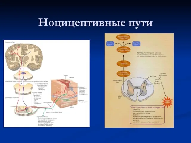 Ноцицептивные пути