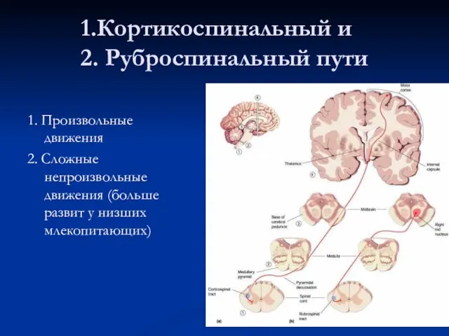 Кортикоспинальный и 2. Руброспинальный пути 1. Произвольные движения 2. Сложные непроизвольные движения