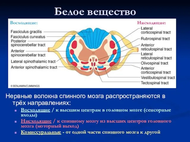 Белое вещество Нервные волокна спинного мозга распространяются в трёх направлениях: Восходящие /