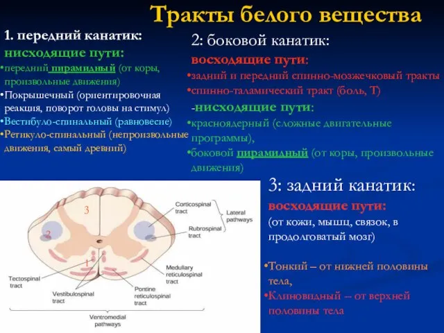 Тракты белого вещества 1. передний канатик: нисходящие пути: передний пирамидный (от коры,