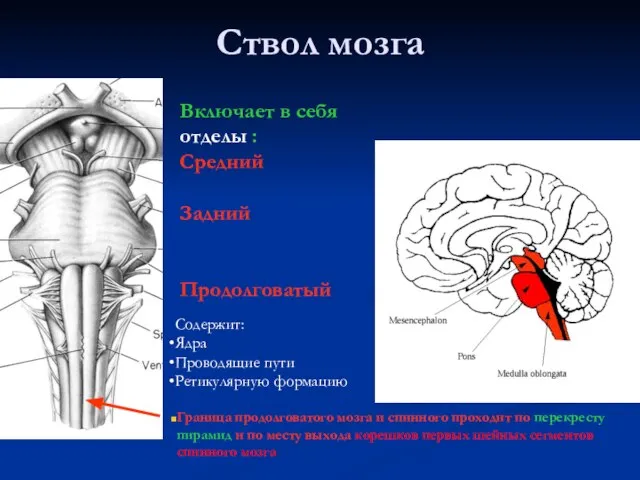 Ствол мозга Граница продолговатого мозга и спинного проходит по перекресту пирамид и