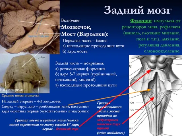 Задний мозг Граница продолговатого мозга и моста проходит по медуллярным полоскам (слух