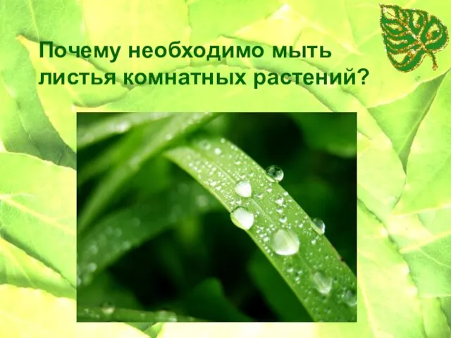 Почему необходимо мыть листья комнатных растений?