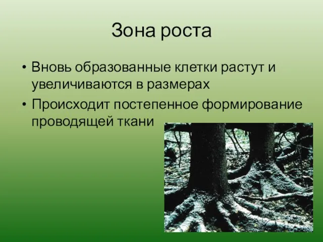 Зона роста Вновь образованные клетки растут и увеличиваются в размерах Происходит постепенное формирование проводящей ткани