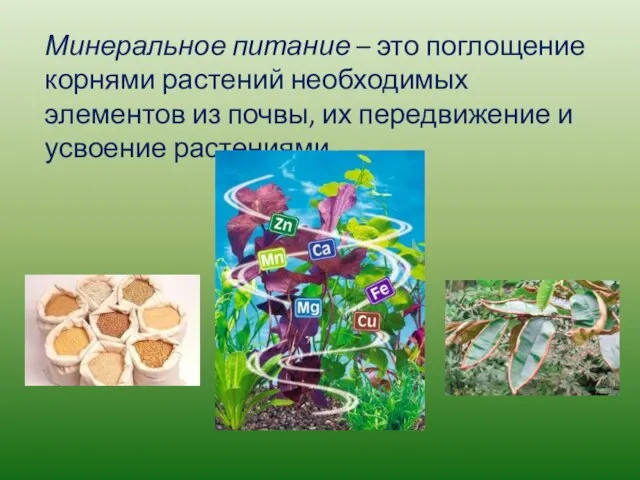 Минеральное питание – это поглощение корнями растений необходимых элементов из почвы, их передвижение и усвоение растениями.