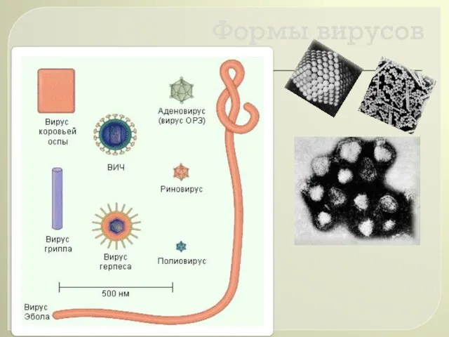 Формы вирусов