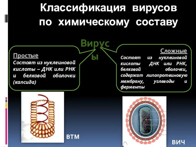 Простые Состоят из нуклеиновой кислоты – ДНК или РНК и белковой оболочки