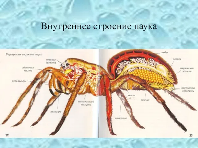 Внутреннее строение паука