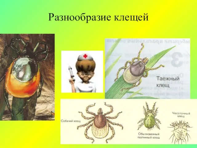 Разнообразие клещей