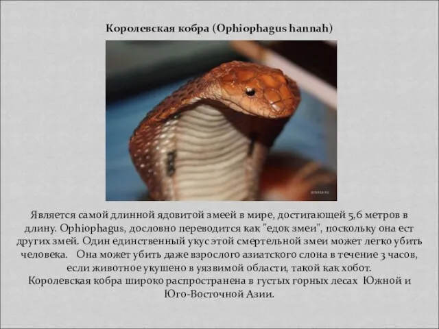 Королевская кобра (Ophiophagus hannah) Является самой длинной ядовитой змеей в мире, достигающей
