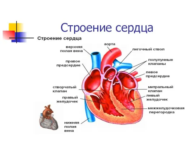 Строение сердца Представляет собой полый мышечный орган, разделенный на четыре полости (камеры)