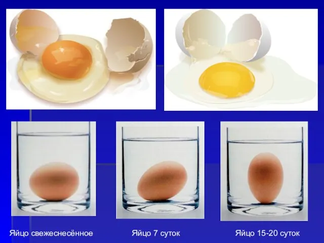 Яйцо 7 суток Яйцо 15-20 суток Яйцо свежеснесённое