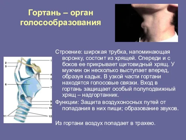 Гортань – орган голосообразования Строение: широкая трубка, напоминающая воронку, состоит из хрящей.