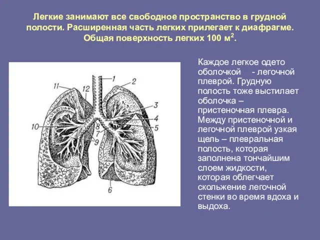 Легкие занимают все свободное пространство в грудной полости. Расширенная часть легких прилегает