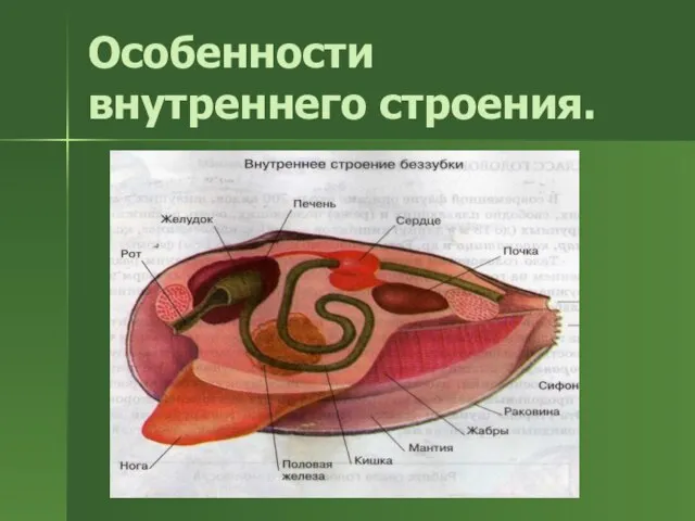 Особенности внутреннего строения.