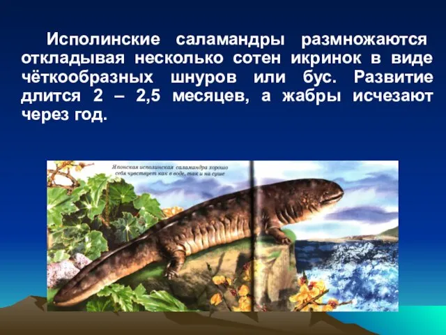 Исполинские саламандры размножаются откладывая несколько сотен икринок в виде чёткообразных шнуров или