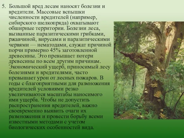 5. Большой вред лесам наносят болезни и вредители. Массовые вспышки численности вредителей