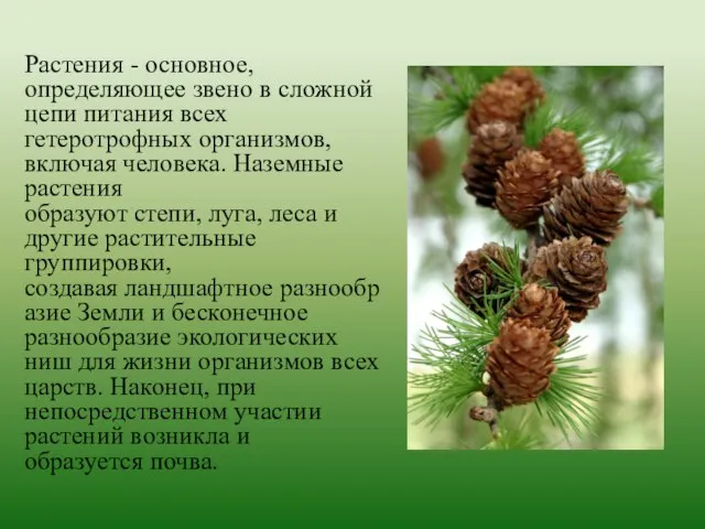 Растения - основное, определяющее звено в сложной цепи питания всех гетеротрофных организмов,