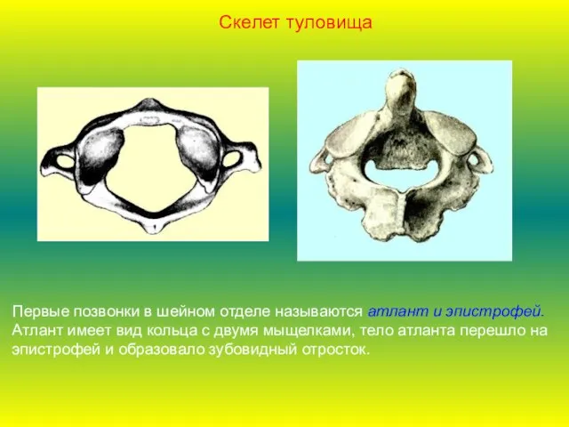 Первые позвонки в шейном отделе называются атлант и эпистрофей. Атлант имеет вид