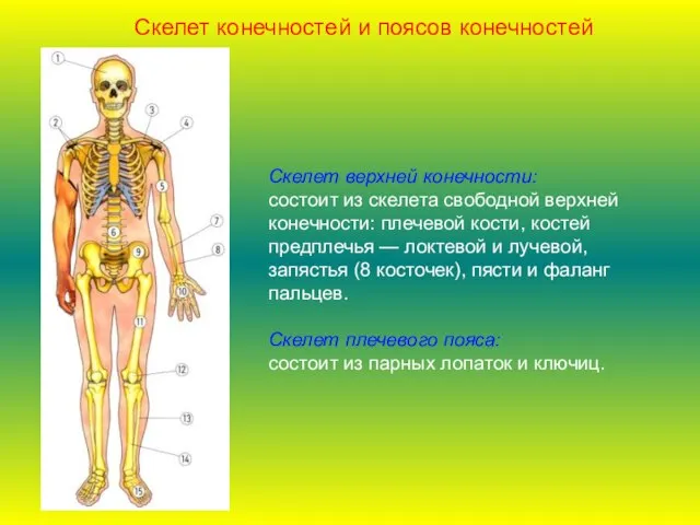 Скелет верхней конечности: состоит из скелета свободной верхней конечности: плечевой кости, костей