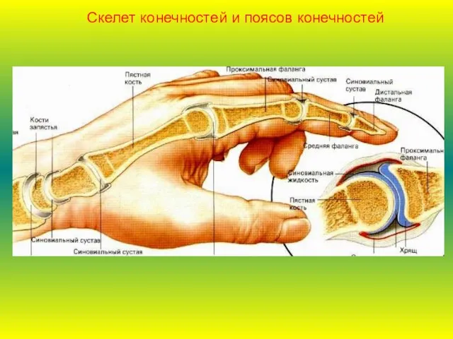 Скелет конечностей и поясов конечностей