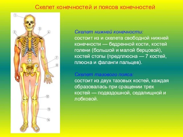 Скелет нижней конечности: состоит из и скелета свободной нижней конечности — бедренной