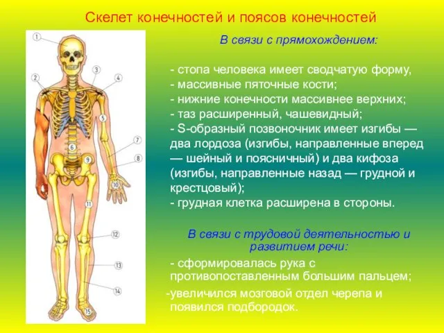 В связи с прямохождением: - стопа человека имеет сводчатую форму, - массивные