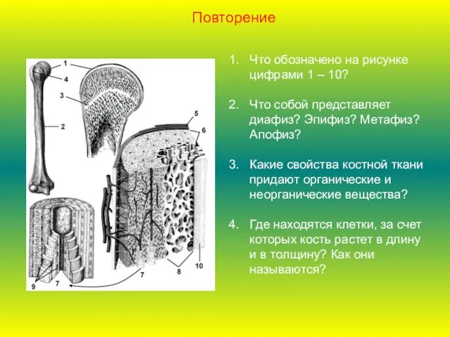 Что обозначено на рисунке цифрами 1 – 10? Что собой представляет диафиз?