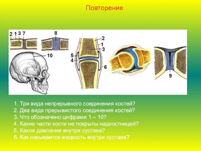 1. Три вида непрерывного соединения костей? 2. Два вида прерывистого соединения костей?