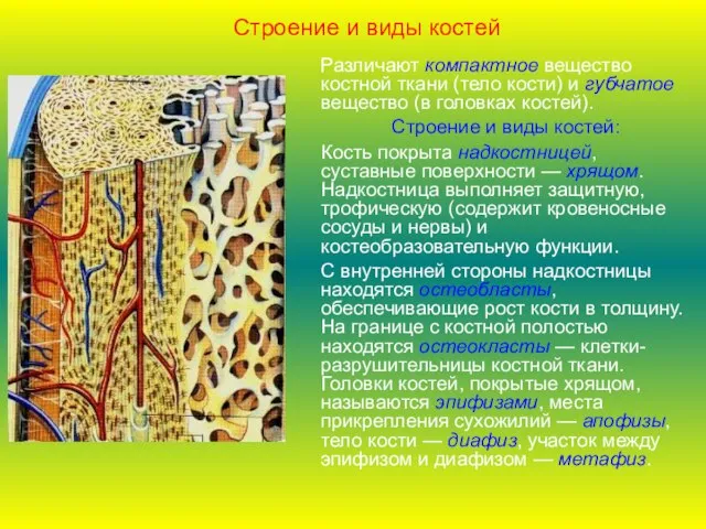 Строение и виды костей Различают компактное вещество костной ткани (тело кости) и