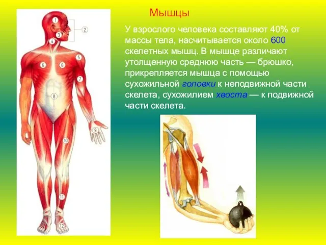 У взрослого человека составляют 40% от массы тела, насчитывается около 600 скелетных