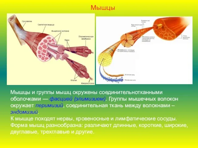 Мышцы и группы мышц окружены соединительнотканными оболочками — фасцией (эпимизием). Группы мышечных