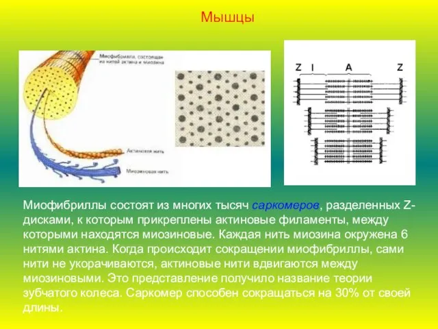 Миофибриллы состоят из многих тысяч саркомеров, разделенных Z-дисками, к которым прикреплены актиновые