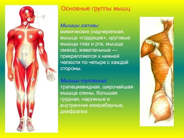 Мышцы головы: мимические (надчерепная, мышца «гордецов», круговые мышцы глаз и рта, мышца