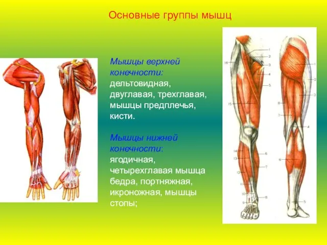 Мышцы верхней конечности: дельтовидная, двуглавая, трехглавая, мышцы предплечья, кисти. Мышцы нижней конечности: