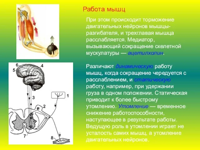 При этом происходит торможение двигательных нейронов мышцы-разгибателя, и трехглавая мышца расслабляется. Медиатор,