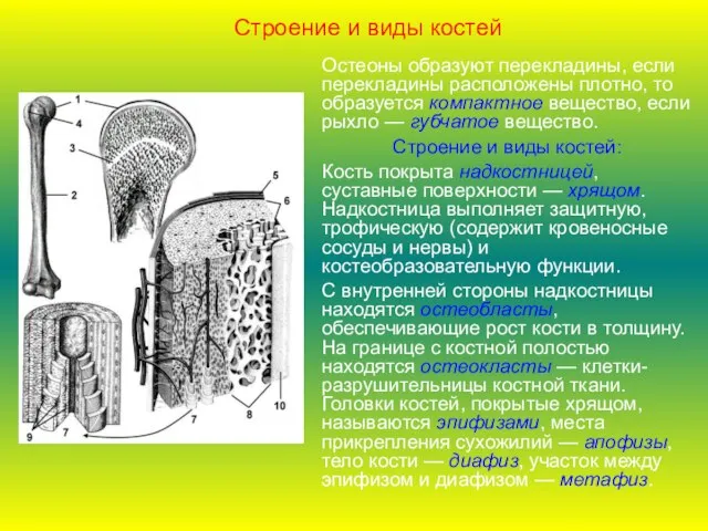 Строение и виды костей Остеоны образуют перекладины, если перекладины расположены плотно, то