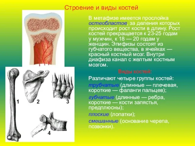 В метафизе имеется прослойка остеобластов, за деления которых происходит рост кости в