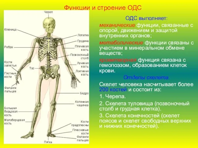 ОДС выполняет: механические функции, связанные с опорой, движением и защитой внутренних органов;