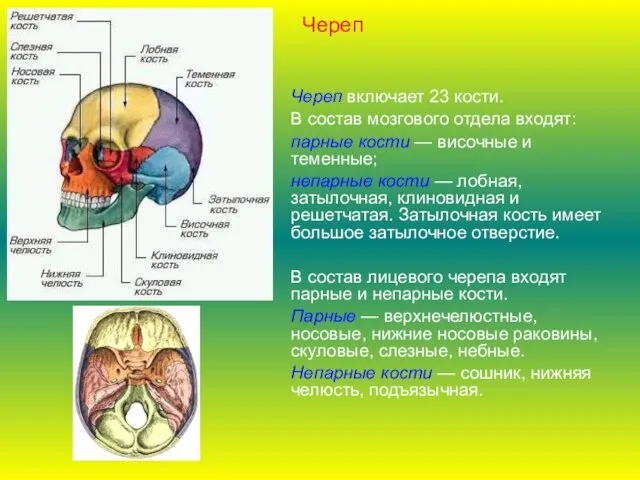 Череп включает 23 кости. В состав мозгового отдела входят: парные кости —