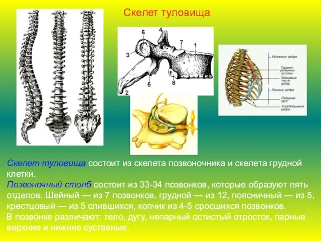 Скелет туловища состоит из скелета позвоночника и скелета грудной клетки. Позвоночный столб