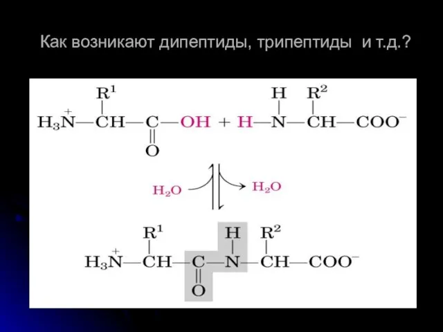 Как возникают дипептиды, трипептиды и т.д.?