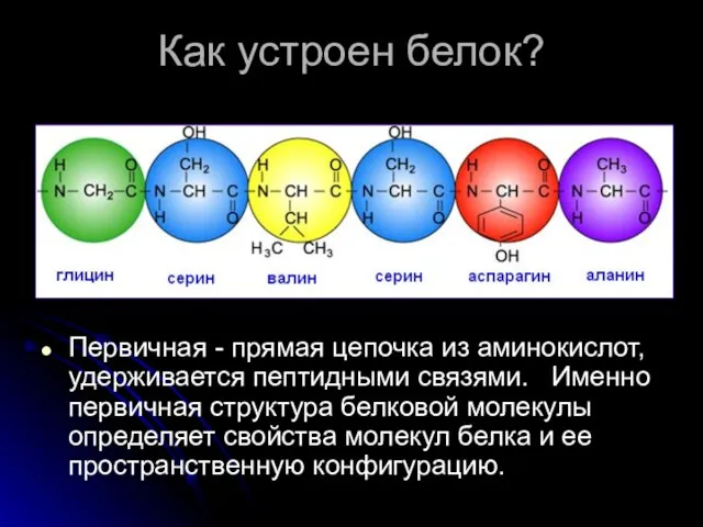 Как устроен белок? Первичная - прямая цепочка из аминокислот, удерживается пептидными связями.