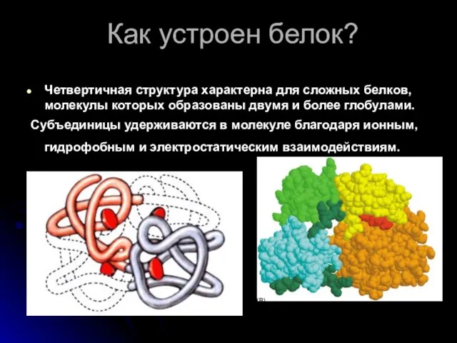 Как устроен белок? Четвертичная структура характерна для сложных белков, молекулы которых образованы