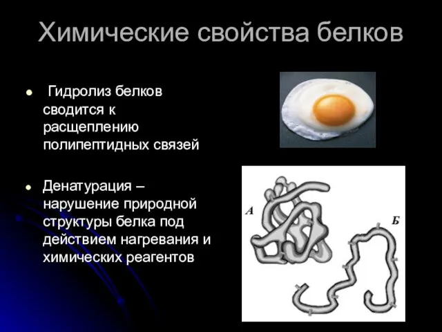 Химические свойства белков Гидролиз белков сводится к расщеплению полипептидных связей Денатурация –